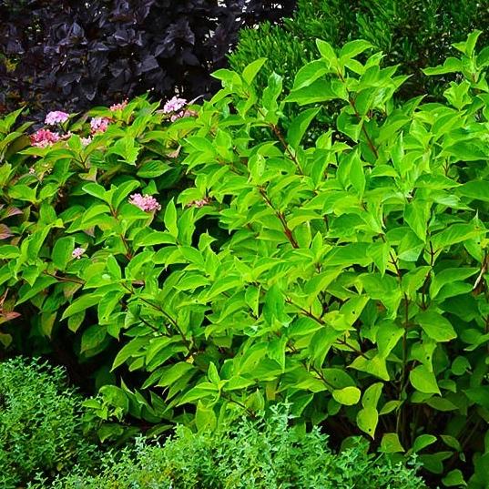 Red Twig Dogwood Shrub Green Thumbs Garden