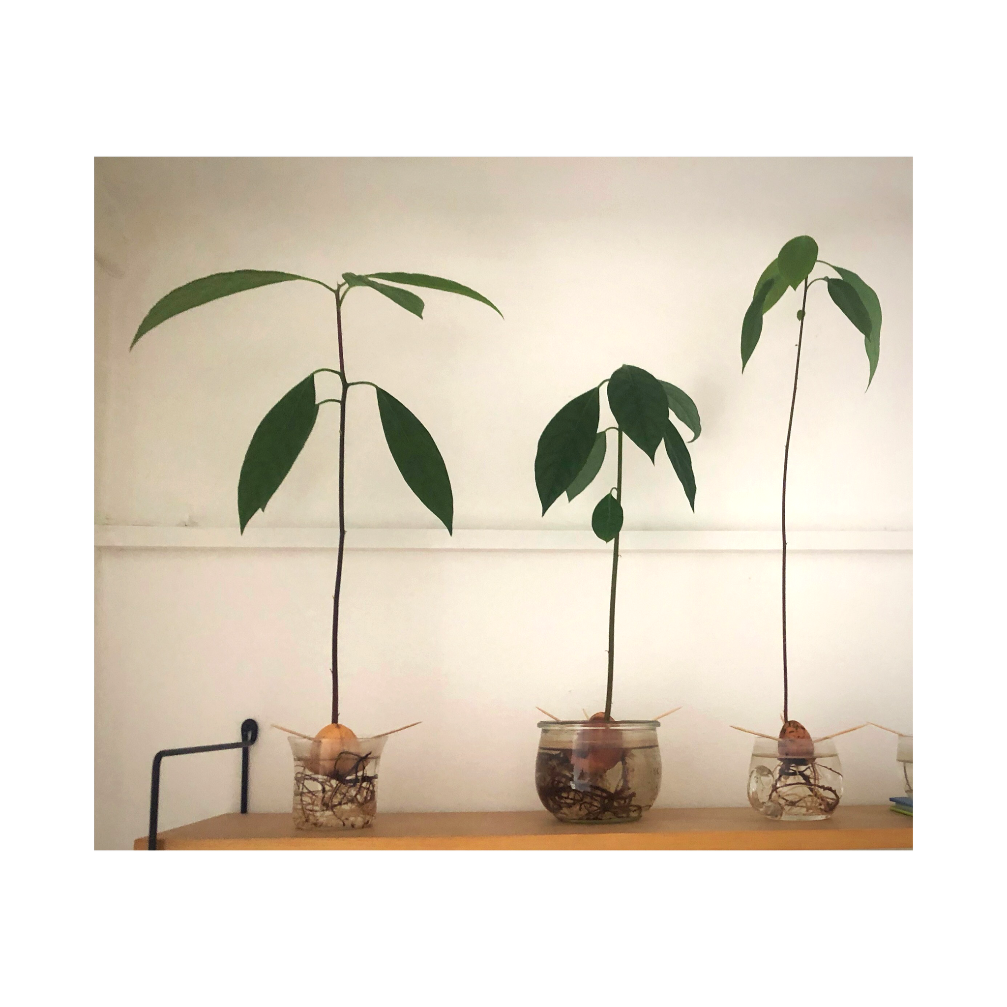 Comment Faire Germer Un Noyau D Avocat Noe