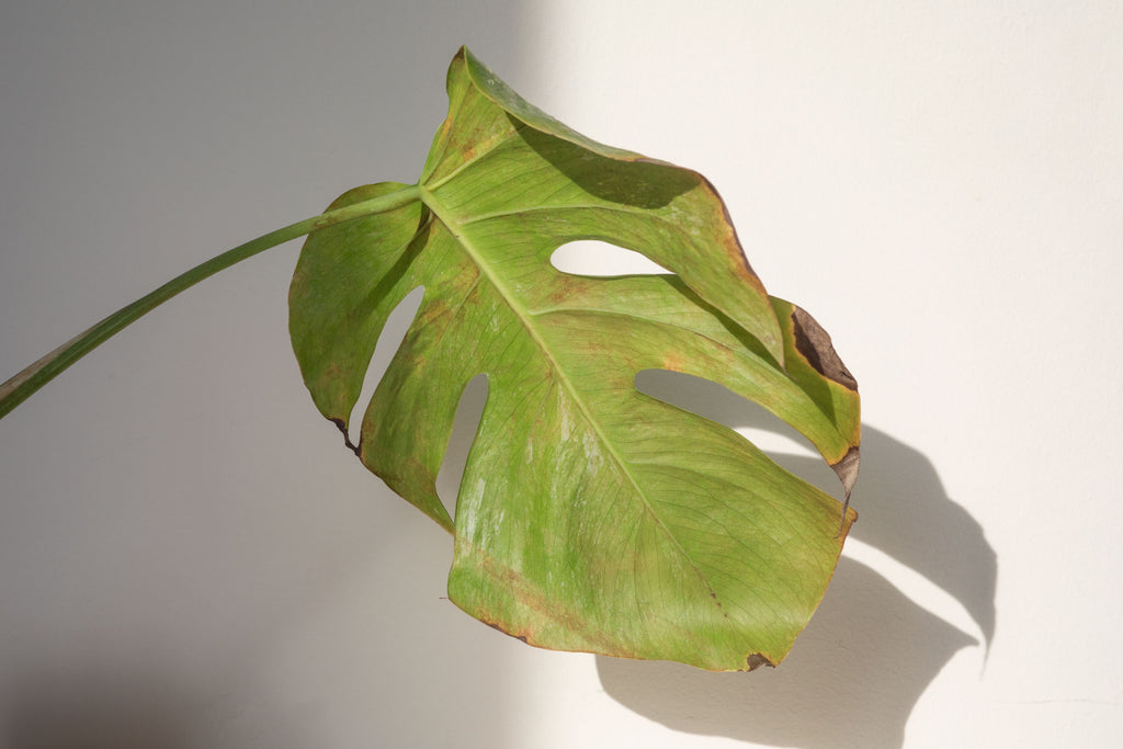 Mauvais Entretien Parasites Maladies Mauvaises Habitudes Noe