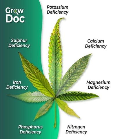 How To Identify Common Cannabis Deficiency Symptoms Future Harvest