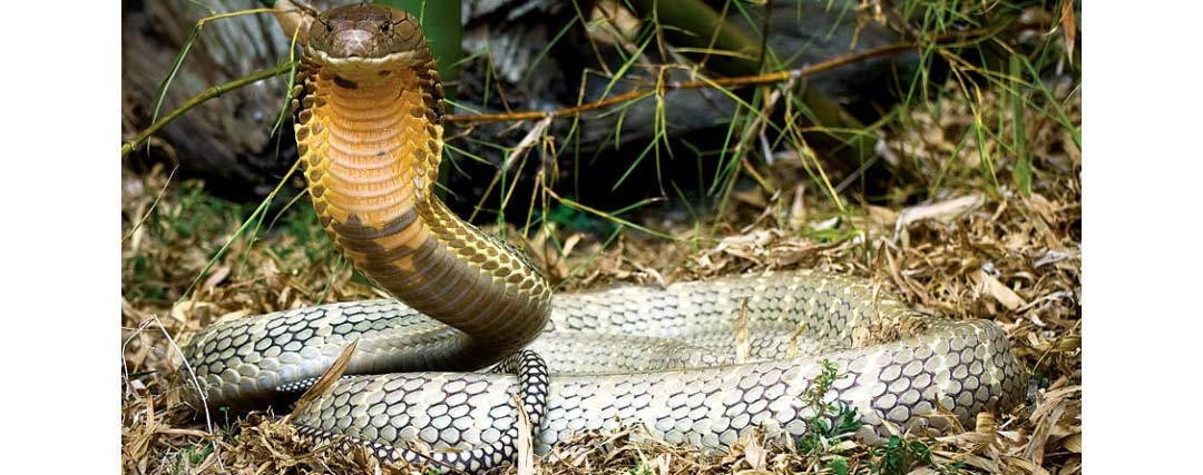 Quel Est Le Plus Grand Serpent Du Monde Instinct Serpent