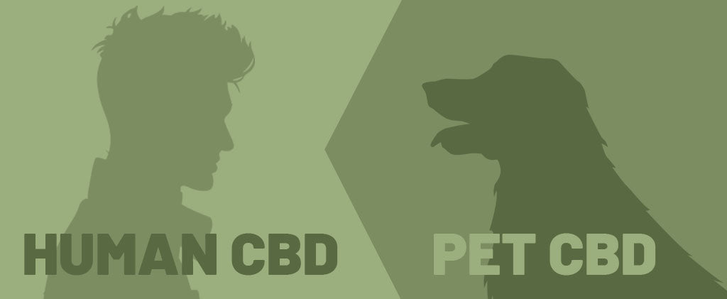 Giving Cbd To Pets What Are The Uk Laws
