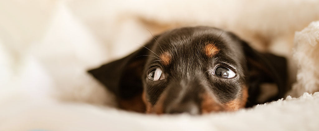 Giving Cbd To Pets What Are The Uk Laws