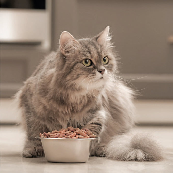 The Cat Diet Guide Learn To Pick The Best Food For Your Cat