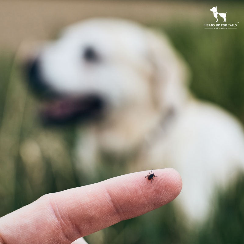 Tackle Ticks Fleas How To Get Rid Of Dog Ticks Fleas