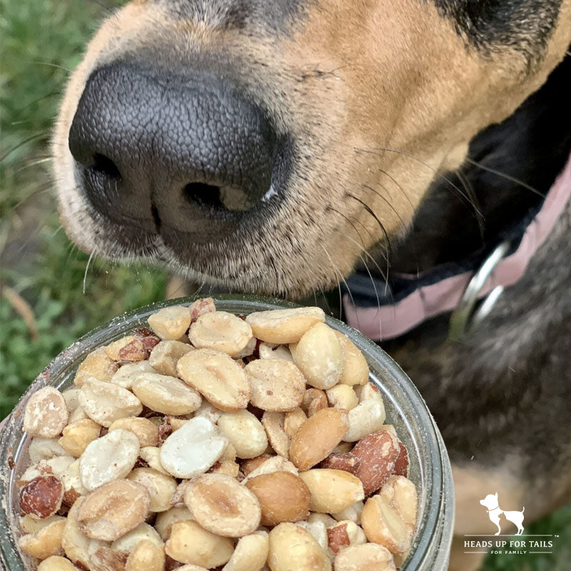 Can Dogs Eat Peanuts Here S Everything You Need To Know