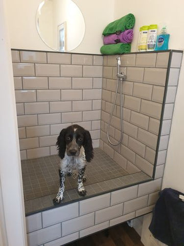 How Often Should You Wash Your Dog