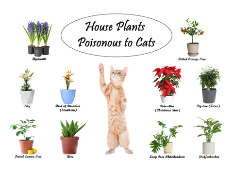 Keeping Pets Safe During The Holidays Basepaws