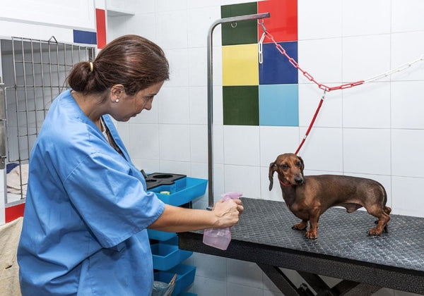 Can I Put Bug Spray On My Dog Dewel Pro