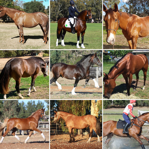 Cen Oil 20l Mane Event Equestrian Supplies