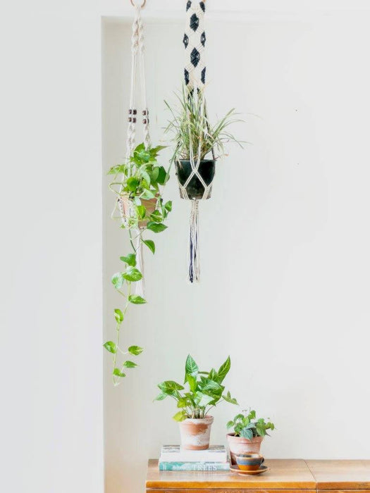 Brown Creme Macrame Plant Hanger Combo Of 2 Plant Hanger Lazygardener