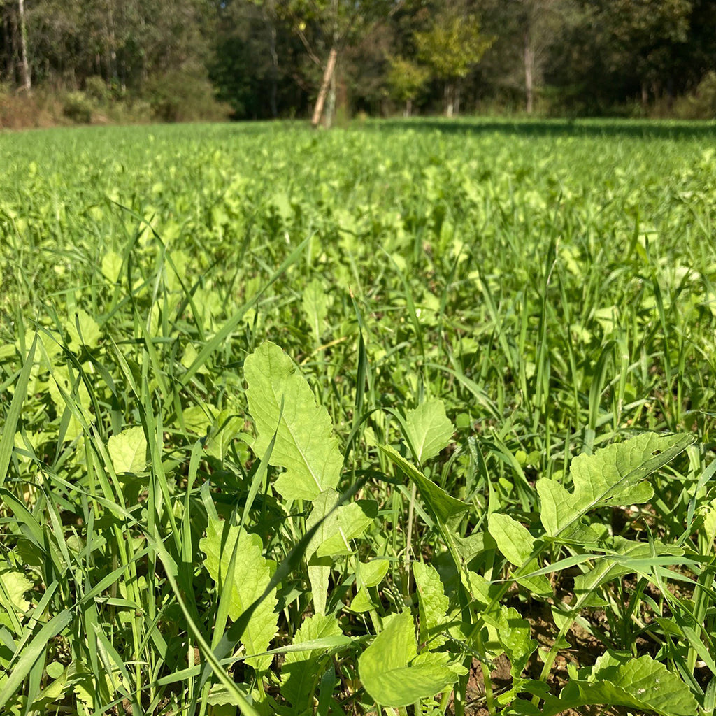 Hot Spot No Till Food Plot Seed 1 4 Acre Biologic
