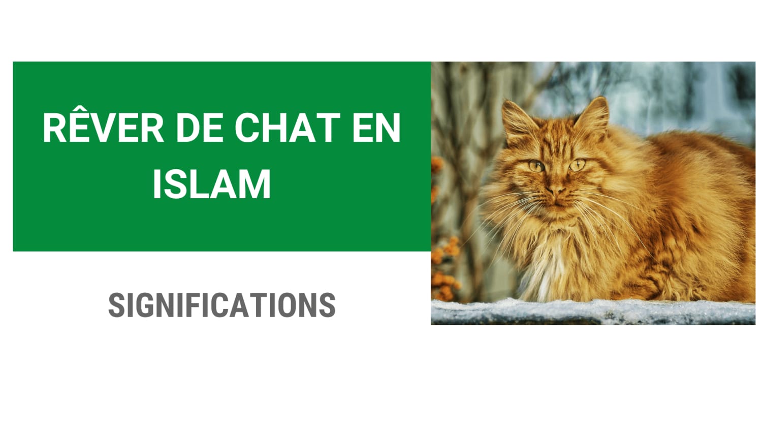 Rever De Chat En Islam Significations Coussin Voyageur