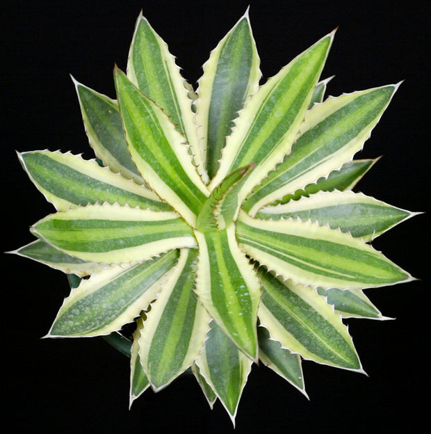 Agave Lophantha Quadricolor Tropiflora