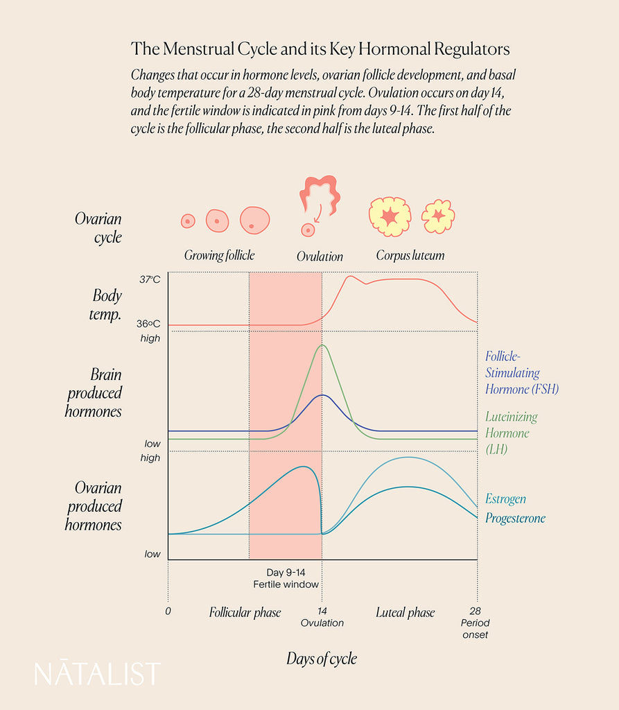 How To Track Ovulation Natalist