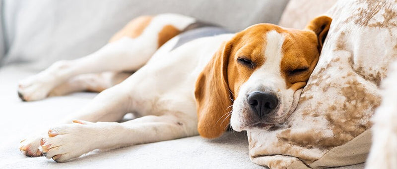 How Often To Worm Your Dog Petpost Petpost Australia