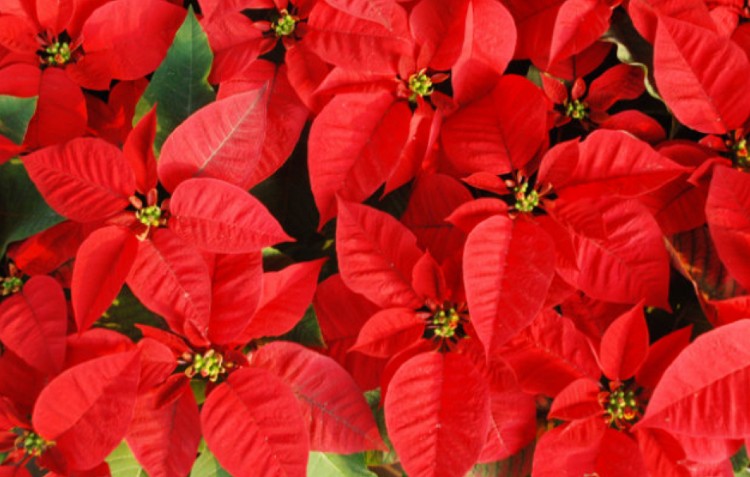 12 Plants Of Christmas Hoselink