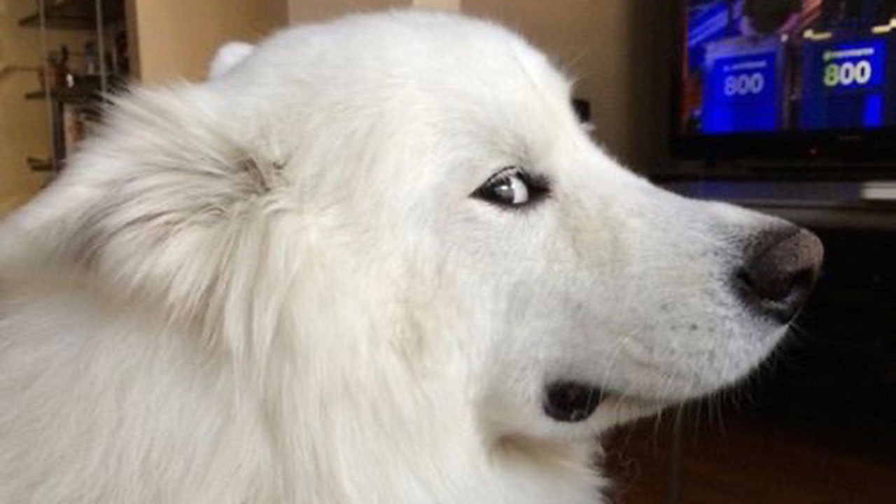 What The Side Eye Really Means Drool By Dr Chris Brown