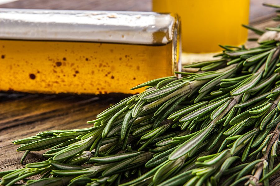 Rosemary Oil For Hair Growth Benefits Uses Side Effects Traya