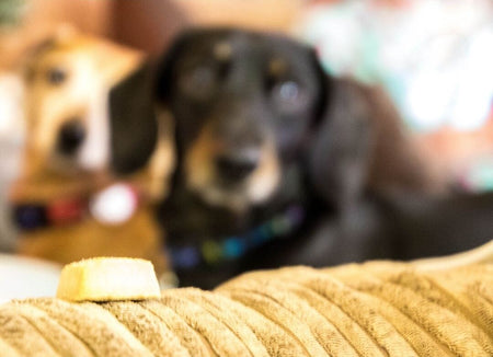 Can Dogs Eat Cheese Find The Best Type Of Cheese For Your Dog Poochles India