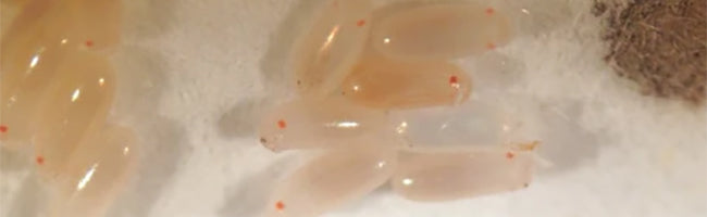 Eliminer Les Oeufs De Punaise De Lit Photos Allopunaise