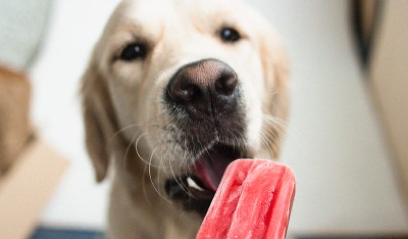 can dogs eat ice cubes