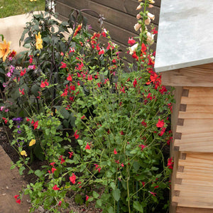 Salvia Hot Lips 6 Garden Ready Plants Marshalls Garden