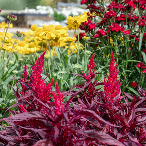 Buy Celosia Dragons Breath 12 Plants Online Marshalls Marshalls Garden