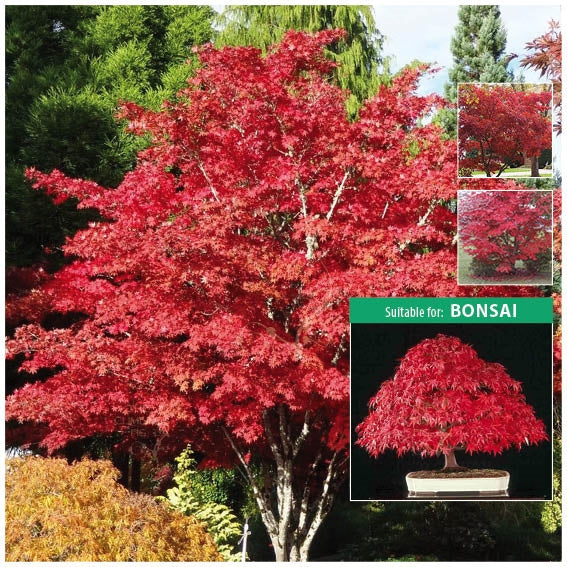 Acer Palmatum Japanese Maple Seeds Beautiful Red Foliage Ideal For B The Climbing Fig