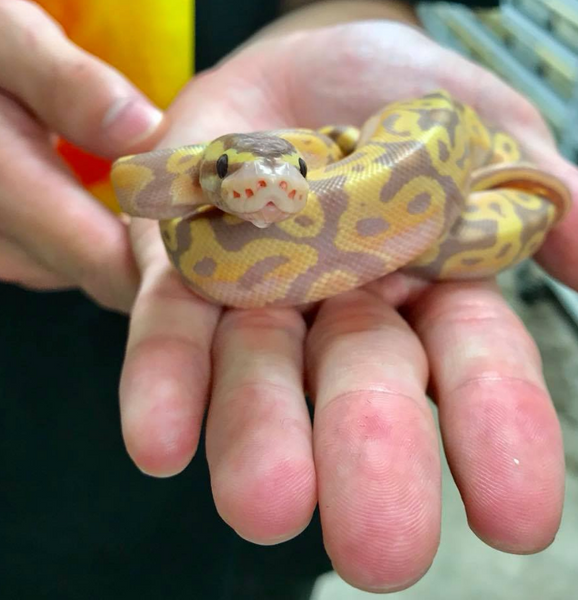 Ball Python Care Sheet I Learn How To Care For Your Ball Python Bhb Reptiles