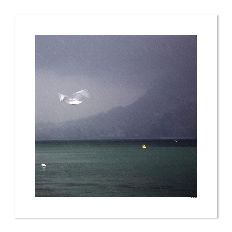 L Oiseau Dans La Tempete Galerie 361