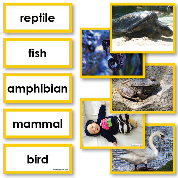 Chordata Sorting Cards Fish Amphibian Reptile More Montessori123 Montessori 123