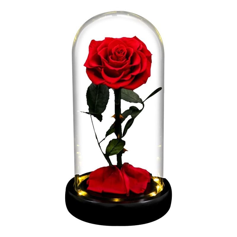 Rose Eternelle Sous Cloche Rouge Led Xl Insta Couple Insta Couple