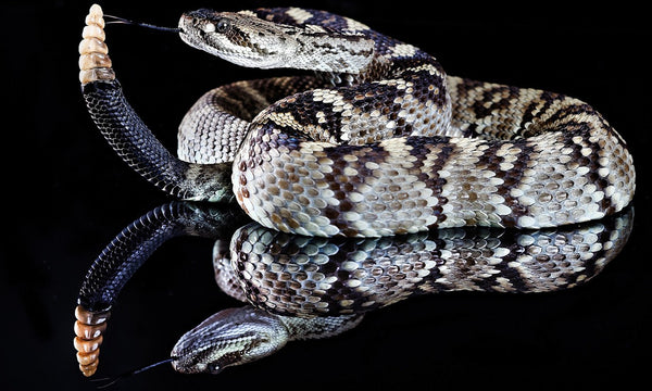 Rever De Serpent Signification Complete Esprit Serpent