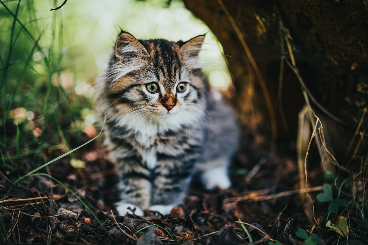 rever de chaton