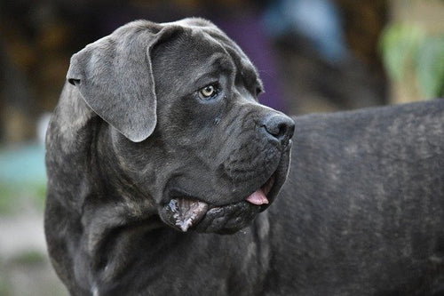 Cane Corso Pasma Pasjahrana Net