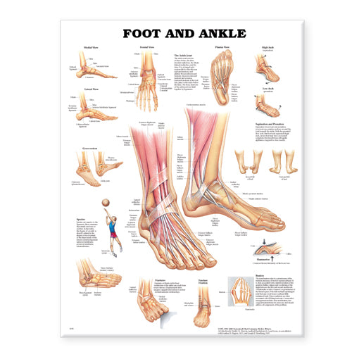 Foot And Ankle Chart Massage Therapy Supply Outlet Ltd
