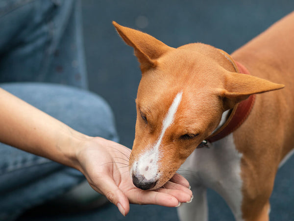 Natural Heartworm Prevention For Dogs Cats Only Natural Pet