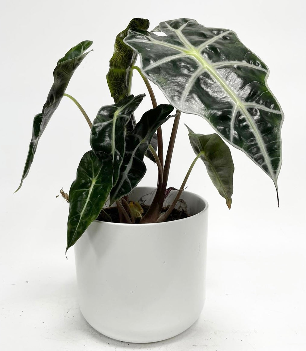 Alocasia Amazonica Polly African Mask Plant Cambridge Bee