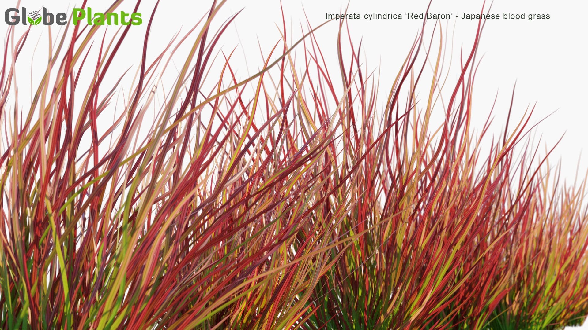 Imperata Cylindrica Red Baron Japanese Blood Grass 3d Model