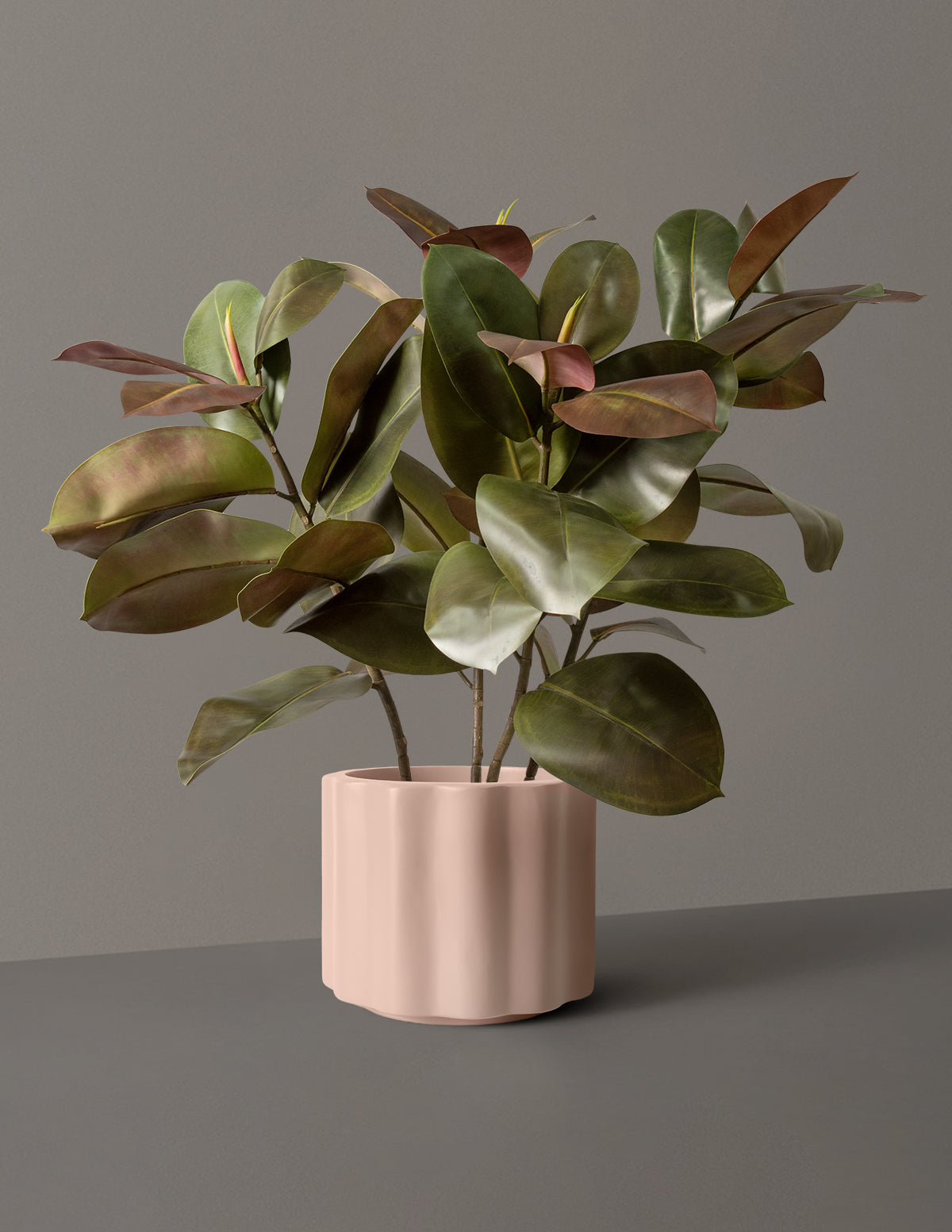 Faux Rubber Tree