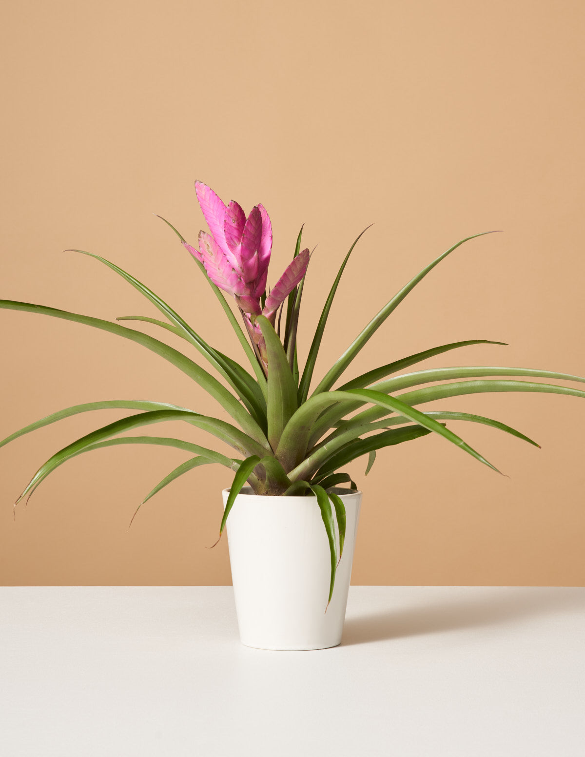 Bromeliad Antonio Pink