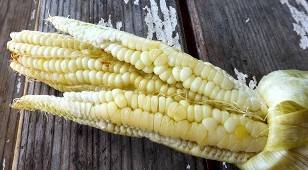 Types Of Corn Native Seeds Search