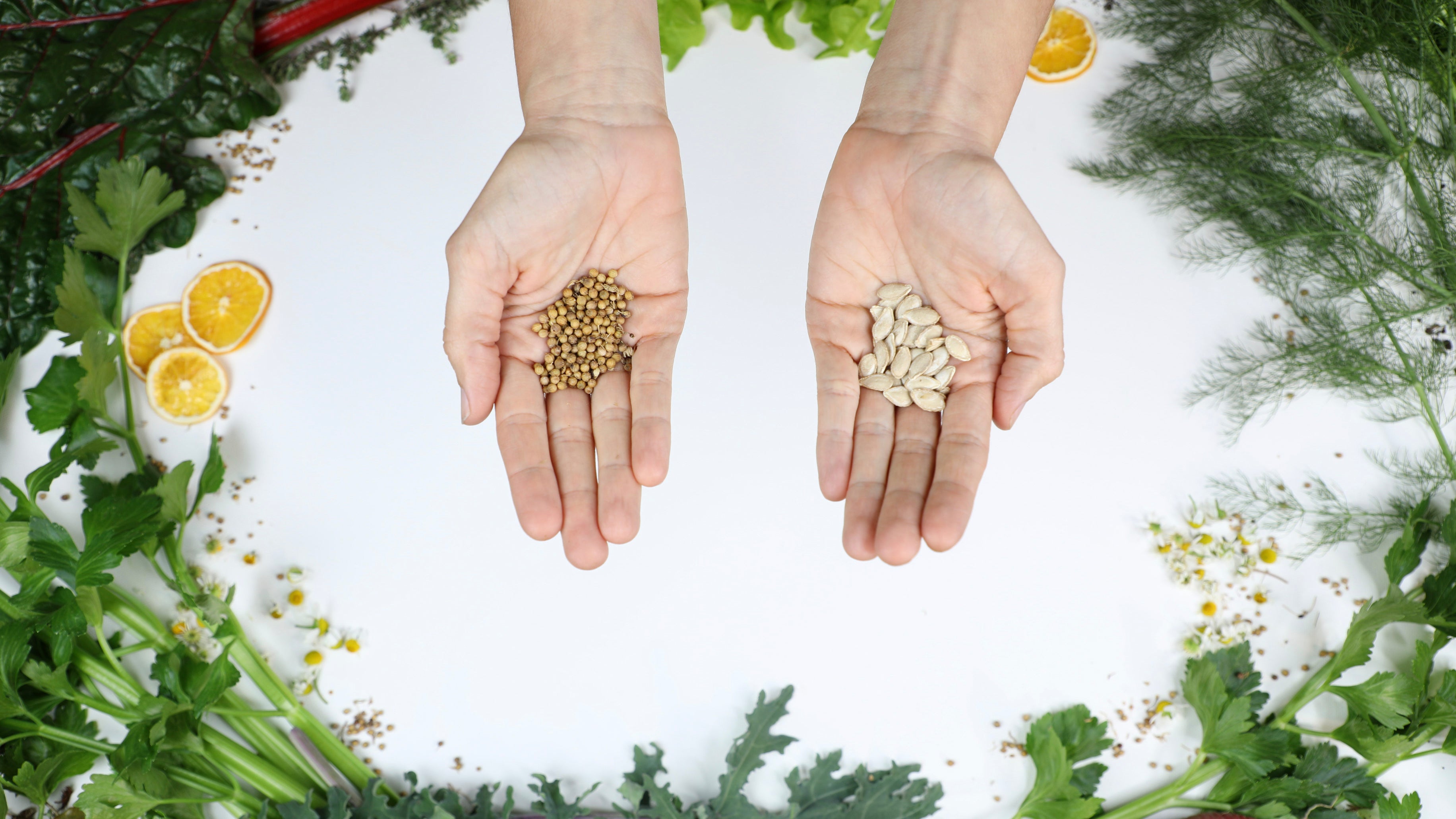 10 Best Seed Companies In 2021 Back To Eden Gardening