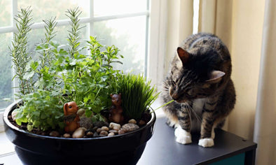 The Top 5 Indoor Plants Safe For Cats Shop Cat Therapy