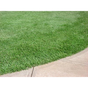 Kentucky 31 Tall Fescue Grass Seed Seed World