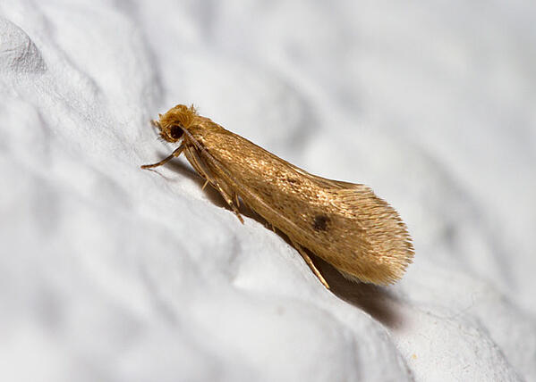 How Do I Get Rid Of Carpet Moths Carpet Moth Larvae