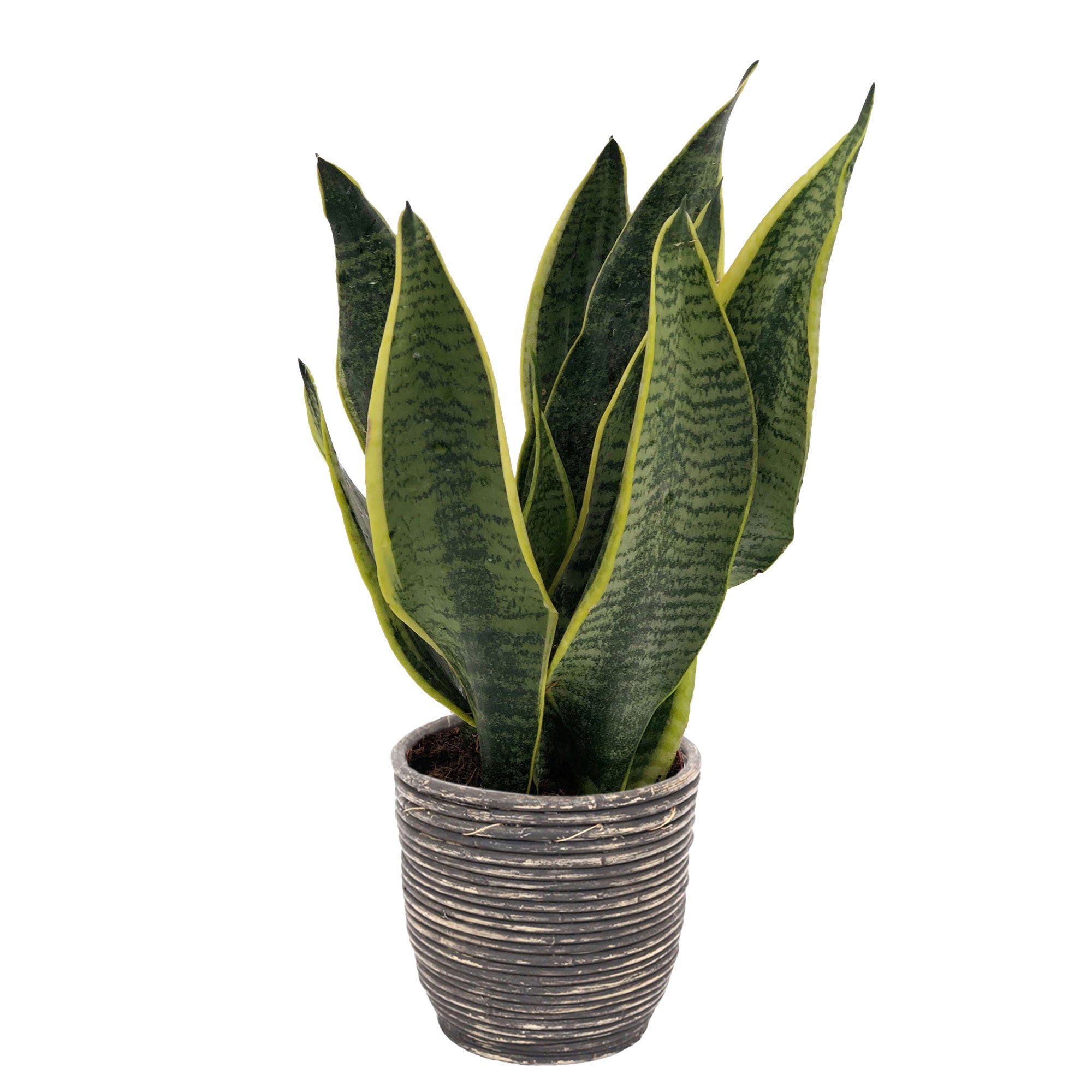 Achetez Maintenant Une Plante D Interieur Langue De Belle Mere Sansevieria Futura Superba Avec Pot Decoratif Bakker Com