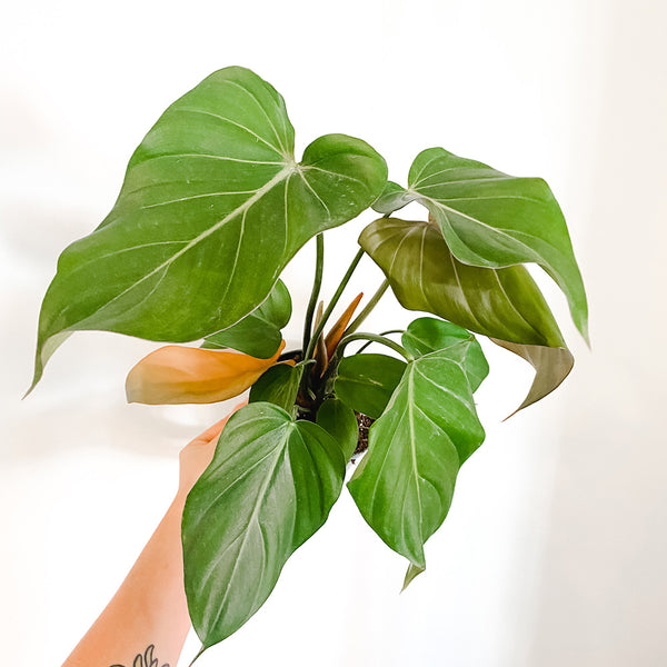 Rare Specialty Plants Page 3 Cactus Club Co