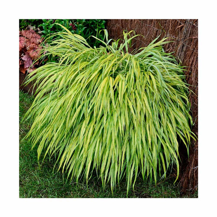 Herbe Du Japon Hakonechloa Macra Aureola Jardin Depot